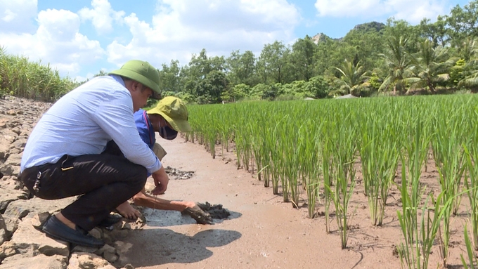 Lúa - rươi là mô hình sản xuất đặc biệt thuận lợi để sản xuất hữu cơ. Ảnh: Nguyễn Thành.
