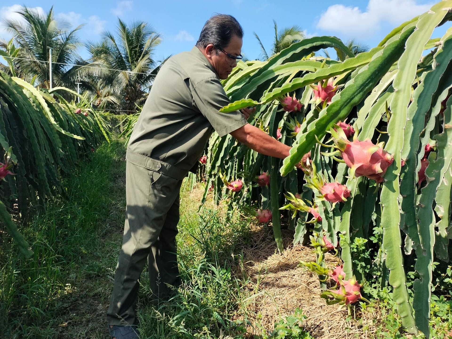 The agricultural supply chain in the Mekong Delta is loosely connected and vulnerable to disruptions, it requires concentrated efforts to strengthen its resilience.