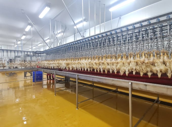 Dây chuyền giết mổ gia cầm hiện đại trong Nhà máy giết mổ của Japfa Comfeed Việt Nam tại Bình Phước. Ảnh: Sơn Trang.