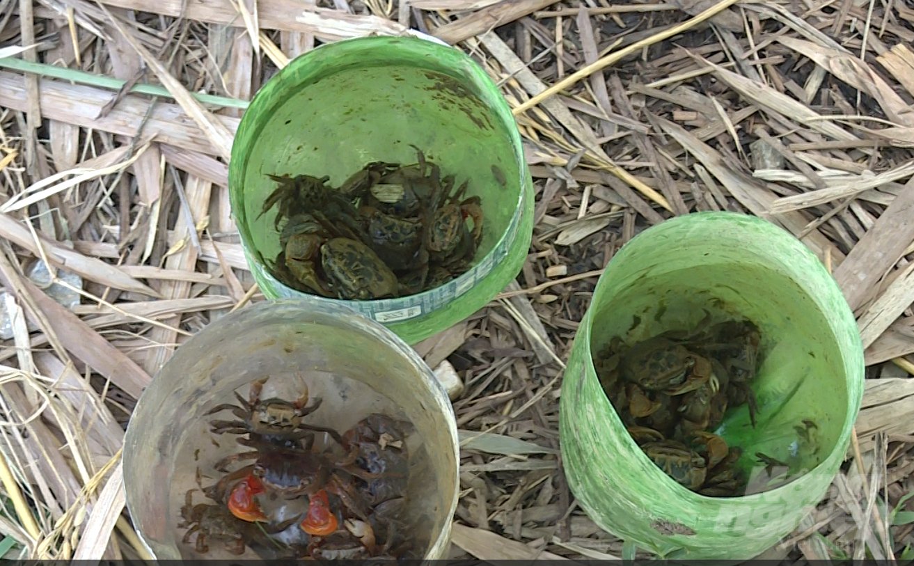 Ngoài canh tác lúa hữu cơ, nhiều hộ dân còn có thu nhập khá từ nghề bắt cua, cáy trên cánh đồng. Ảnh: Quốc Toản.