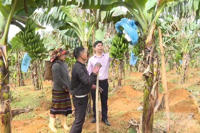 Cây chuối già lùn ở A Lưới có sẵn điều kiện thuận lợi và đang được bà con nơi đây canh tác theo hướng hữu cơ. Ảnh: Công Điền.