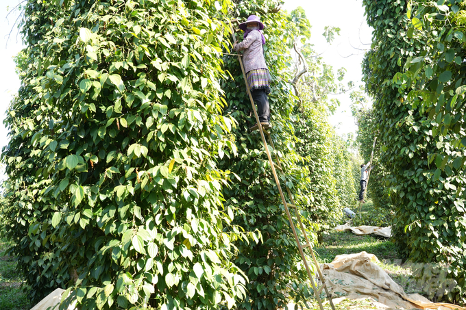 Trang trại của ông Hiếu được canh tác theo quy trình hữu cơ nên luôn môi trường luôn rất trong lành, cây trồng rất ít khi bị sâu bệnh hại. Ảnh: Hồng Thủy. 