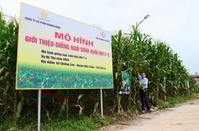 Cây ngô ĐH17-5 cao gần chạm bóng đèn đường. Ảnh: Dương Đình Tường.