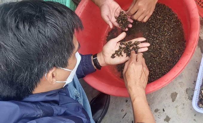 Từ năm 2019, Trường đại học Nha Trang đã xây dựng thành công quy trình kỹ thuật sản xuất giống ốc nhảy nhân tạo. Ảnh: Kim Sơ.