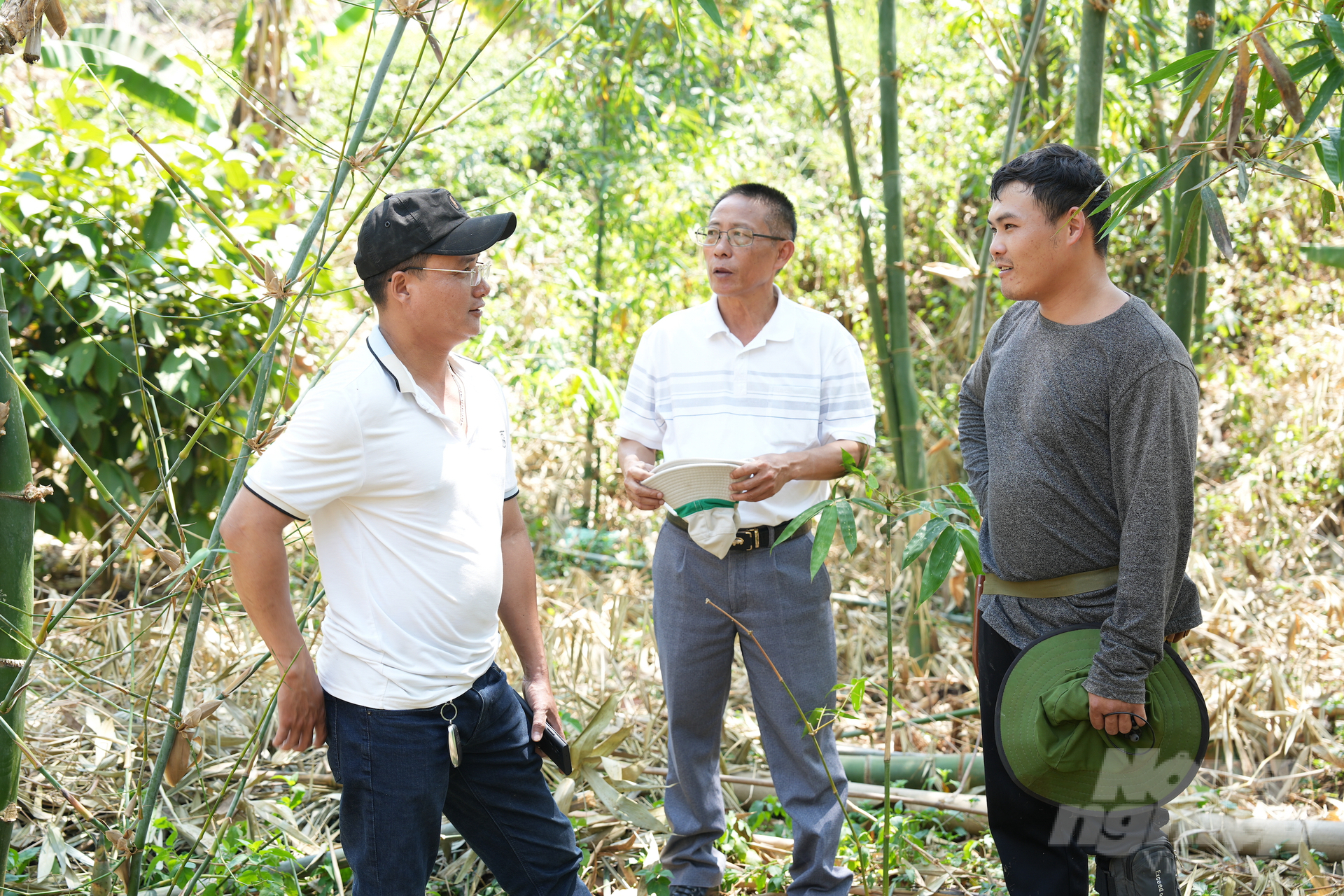 Lê Minh Cà Na cho biết cây tre lấy măng dễ trồng, dễ chăm, trồng 1 lần thu hoạch nhiều năm, rất phù hợp với người dân ít vốn. Ảnh: Hồng Thủy.