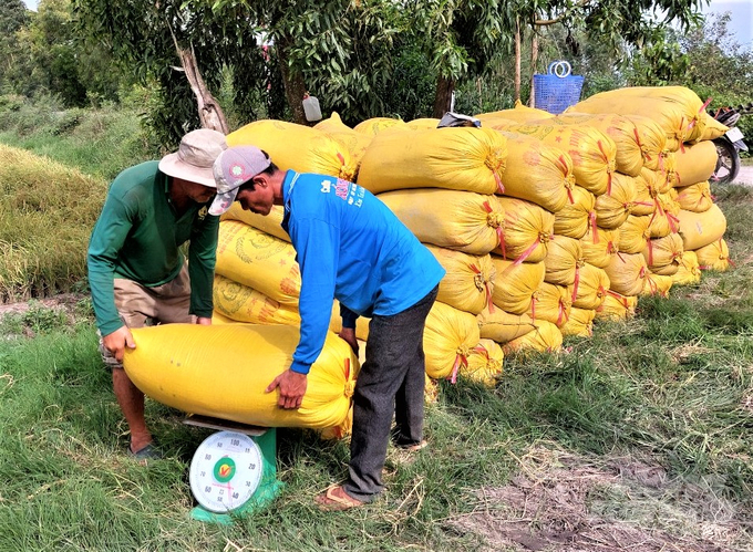 Based on the contract with each enterprise for all 3 production seasons/year, Thuan Tien Cooperative will develop a production and business plan every year. When harvest occurs, the entire paddy in the field will be sold to the enterprise. Photo: Trung Chanh.