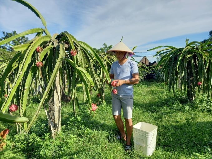 Quảng Ninh đã có nhiều mô hình nông nghiệp hữu cơ nhưng vẫn còn manh mún, nhỏ lẻ. Ảnh: Nguyễn Thành.