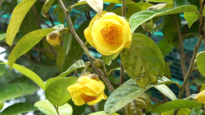 Cây dược liệu là một trong những lợi thế rất lớn hiện nay của Quảng Ninh. Ảnh: Nguyễn Thành.