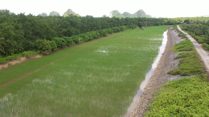 Mô hình lúa - rươi hữu cơ tại thị xã Đông Triều cho hiệu quả kinh tế cao. Ảnh: Nguyễn Thành.