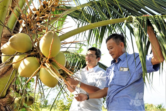 From the support project of the School of Public Policy and Rural Development, members of Dinh An Cooperative have participated in many training courses on market information, connecting agricultural product consumption, thereby boldly investing in growing goods. Thousands of coconut trees surround the rice fields' dikes, forming a multi-layered production model, increasing income in the same cultivated area. Photo: Trung Chanh.