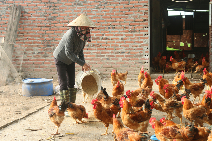 ung-dung-cong-nghe-so-nuoi-ga-sinh-san-giai-phap-dot-pha-cho-nong-dan-145001_706.jpg Chăn nuôi gà theo kiểu truyền thống có nhiều rủi ro, hiệu quả kinh tế thấp. Ảnh: Đinh Mười.