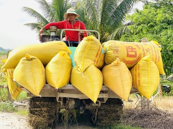 This year, many places have autumn-winter rice yields of over 6 tons/ha. Photo: Le Hoang Vu.