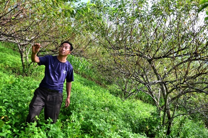 6-2-151645_696.jpg Thào A Bua là người đầu tiên đưa cây mận về trồng tại bản Dân Quân cũ, nay là Pha Luông mới. Ảnh: Dương Đình Tường.