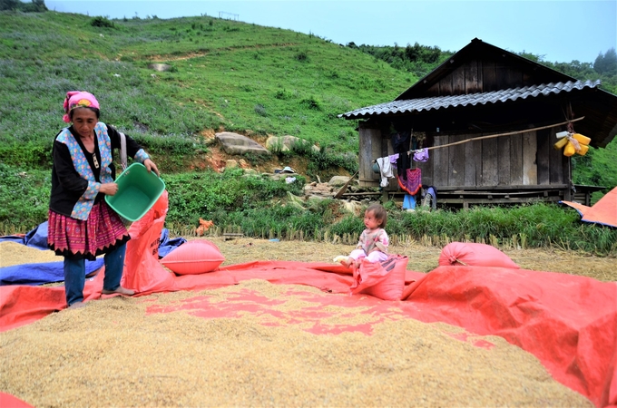 7-151647_687.jpg Người bà vừa xúc thóc vừa trông cháu trên độ cao 1.000m. Ảnh: Dương Đình Tường.