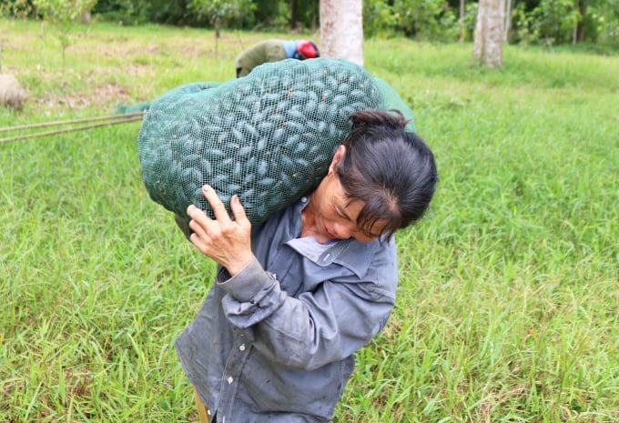 08401424tr6-084014-184353.jpeg Người dân huyện Thanh Chương (Nghệ An) thu hoạch trám đen. Ảnh: Huy Thư.