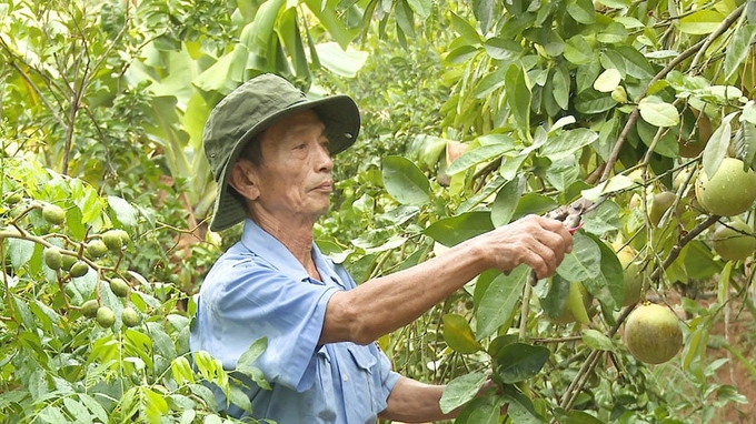 1-091159_243.jpg Khu vườn mẫu cho gia đình ông Cao Ngọc Cường có thu nhập cao. Ảnh: T.Phùng