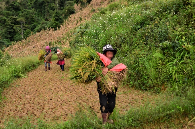 66-171347_956.jpg Vợ chồng Tờ và người chị dâu đang vác lúa trên nương. Ảnh: Dương Đình Tường.