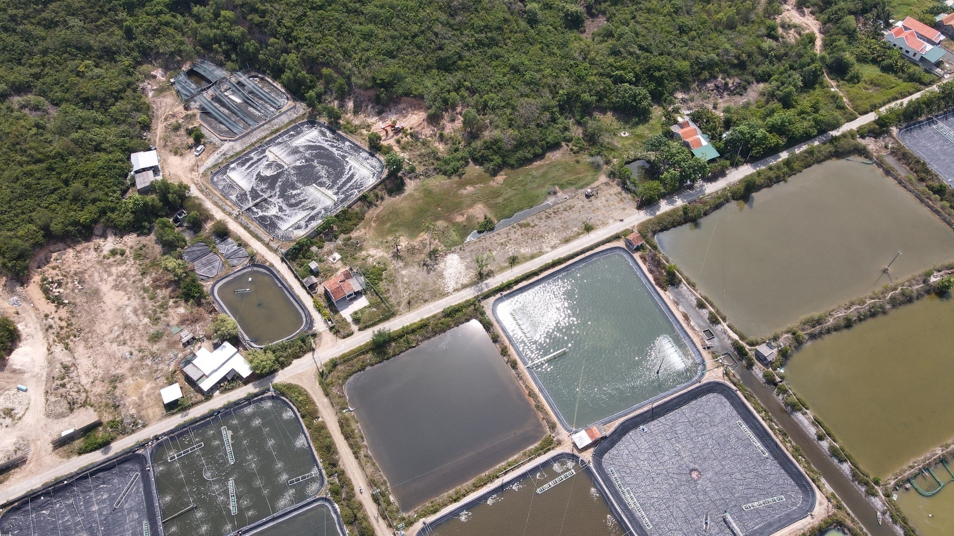 High-tech farms are becoming a trend to ensure green growth in agriculture (Shrimp farm in Binh Dinh, Vietnam). Photo: VAN.