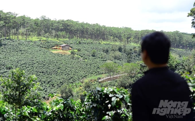 Một góc khu vực 29ha cà phê hữu cơ của Cà phê Cầu Đất Bean. Ảnh: Minh Hậu.