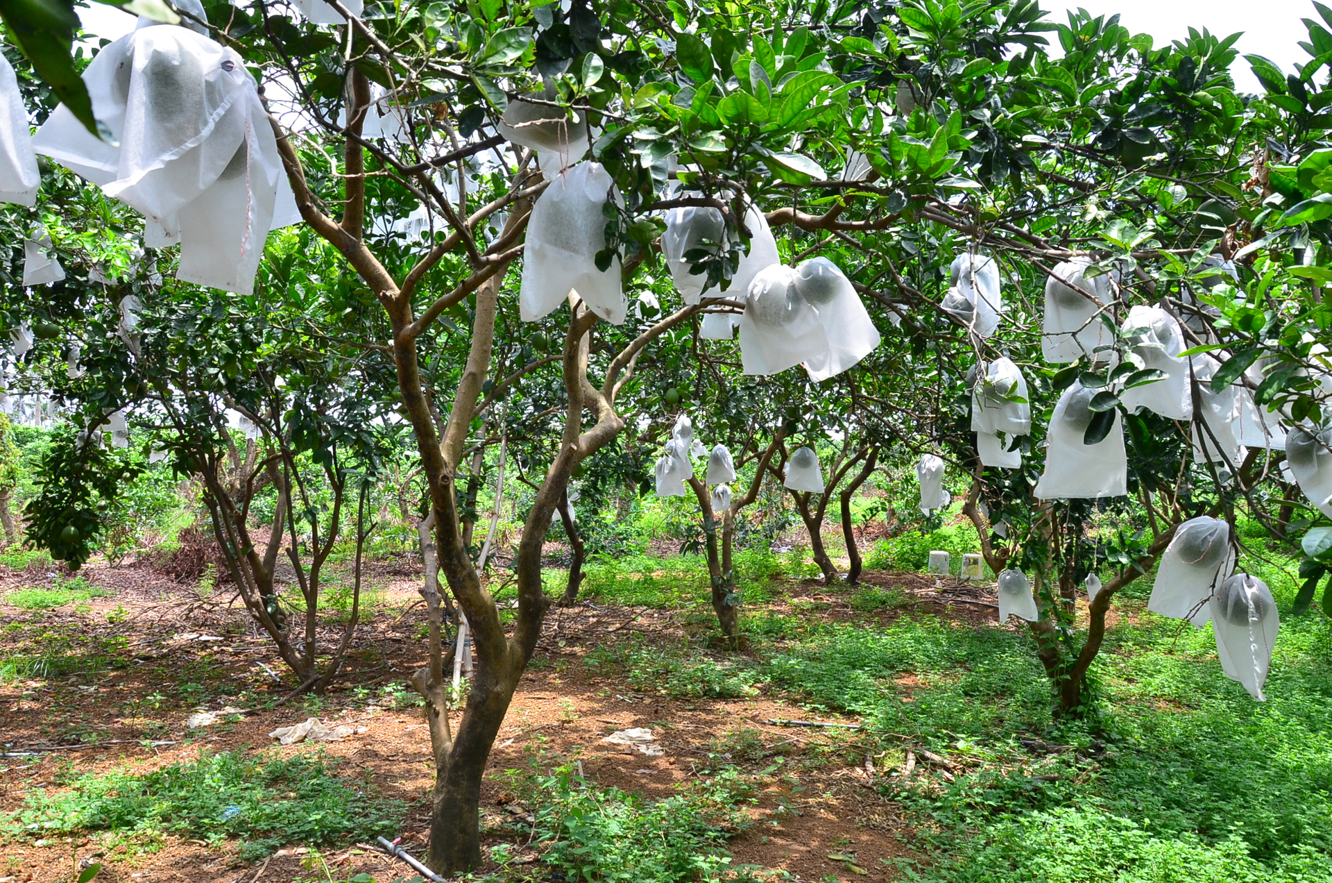 dsc_0371-104524_682.jpg Cận cảnh vườn bưởi VietGAP của ông Đỗ Xuân Nhung. Ảnh: NNVN.