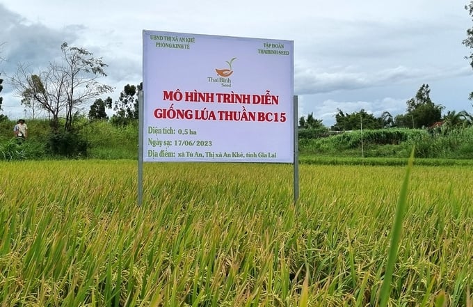 h2-074755_197.jpg Giống lúa BC15 được người dân đánh giá rất cao. Ảnh: Tuấn Anh.