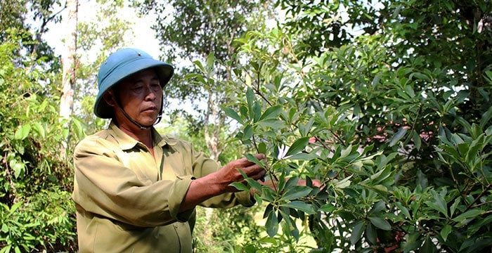 Theo kế hoạch, đến hết năm 2023, huyện Chi Lăng sẽ cấp giấy chứng nhận sản xuất hồi theo tiêu chuẩn hữu cơ cho 430ha.