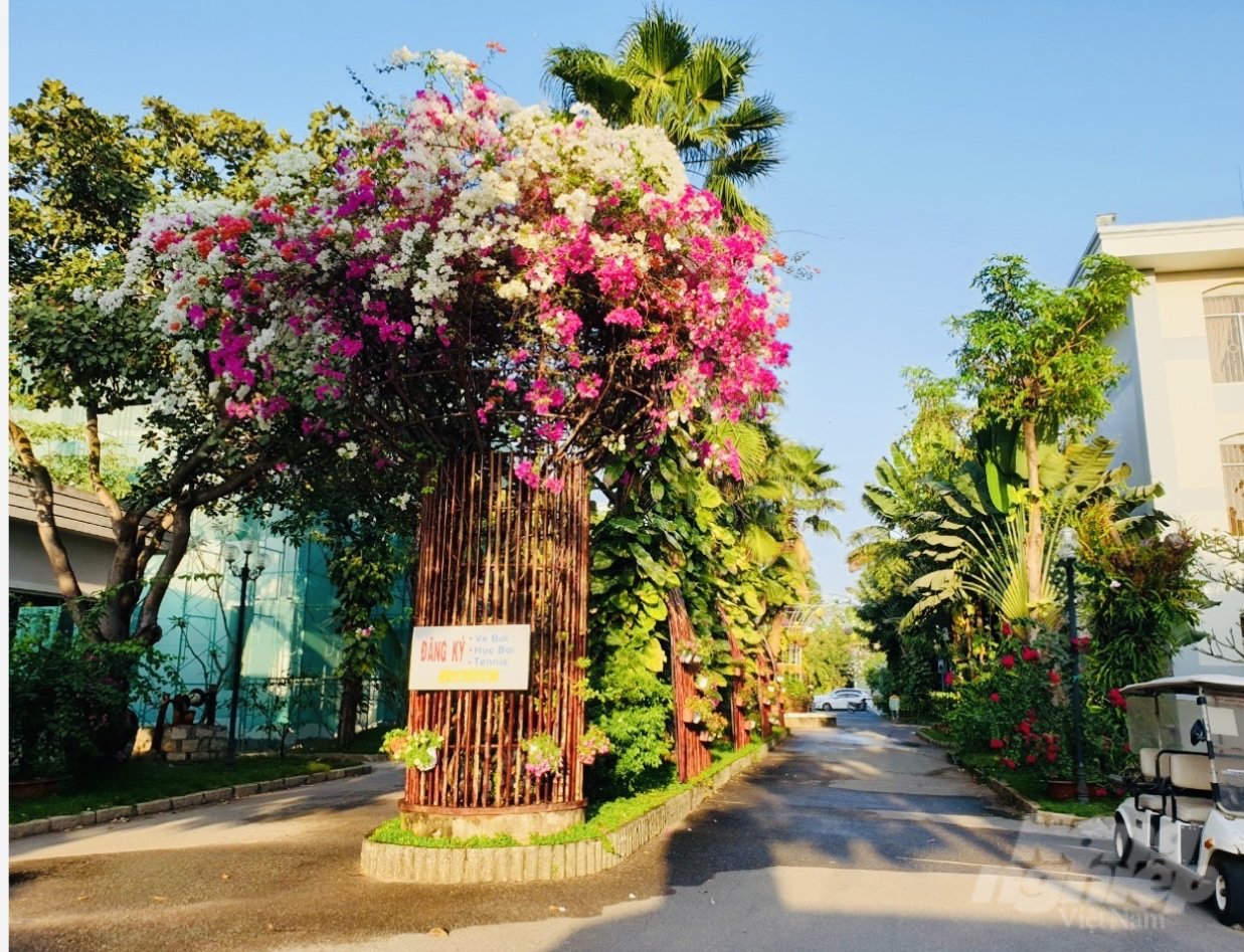 anh-5-063535_953-063535.jpg Lối hoa - bóng nắng. Ảnh: Bạch Anh.