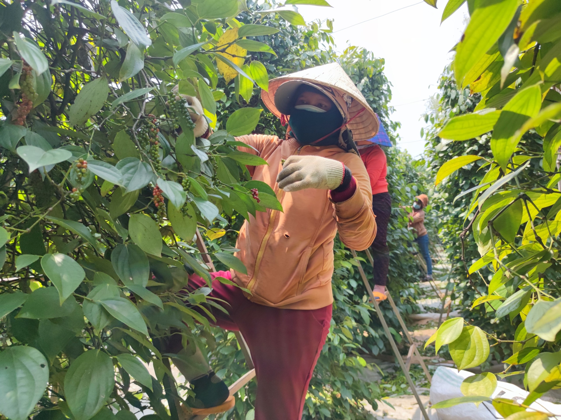 Trang trại tiêu hữu cơ được công nhân chăm sóc rất kỹ càng. Ảnh: Tuấn Anh.
