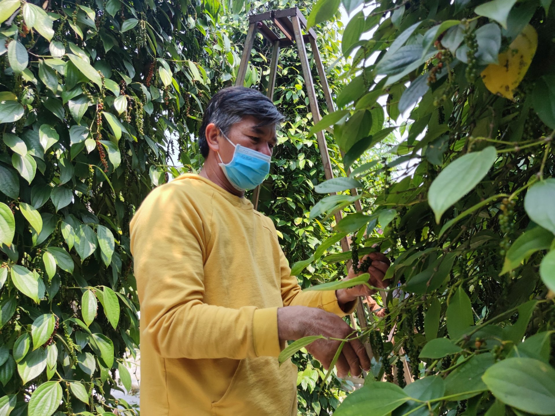 Ông Huỳnh Mau bên trang trại tiêu hữu cơ. Ảnh: Tuấn Anh.