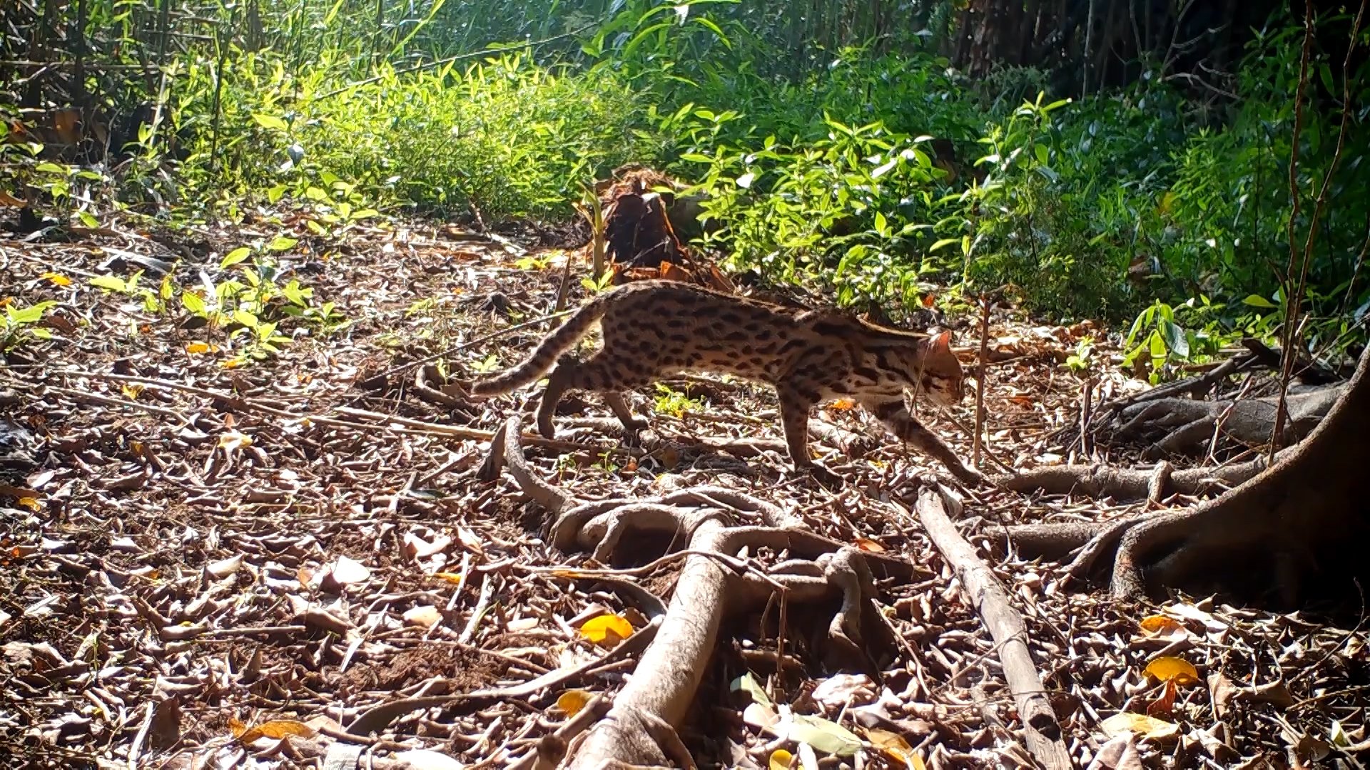 With a total area of more than 8,500 ha, of which more than 1,760 ha is primary forest, with about 176 species of plants, 23 species of mammals, 91 species of birds and 47 species of amphibians and reptiles.
