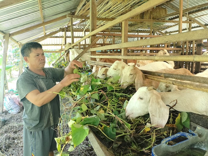 Mô hình nuôi dê thương phẩm tại hộ ông Lê Văn Ngay. Ảnh: Minh Đảm.