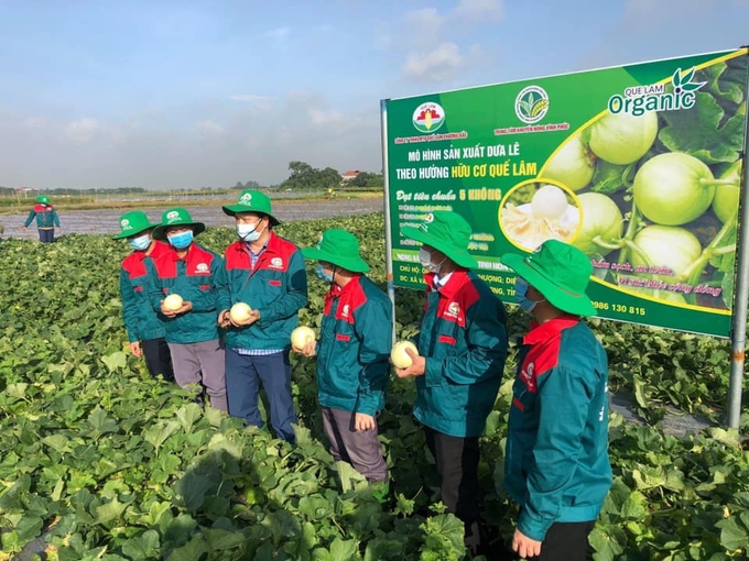 Mô hình trồng dưa lê theo hướng hữu cơ ở Vĩnh Phúc. Ảnh: Hoàng Anh.