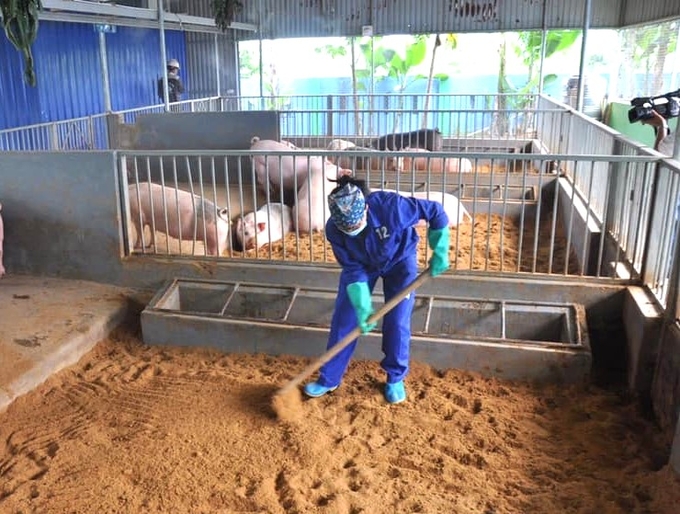 Sử dụng đệm lót sinh học trong chăn nuôi là nền tảng của mô hình nông nghiệp tuần hoàn. Ảnh: Hoàng Anh.