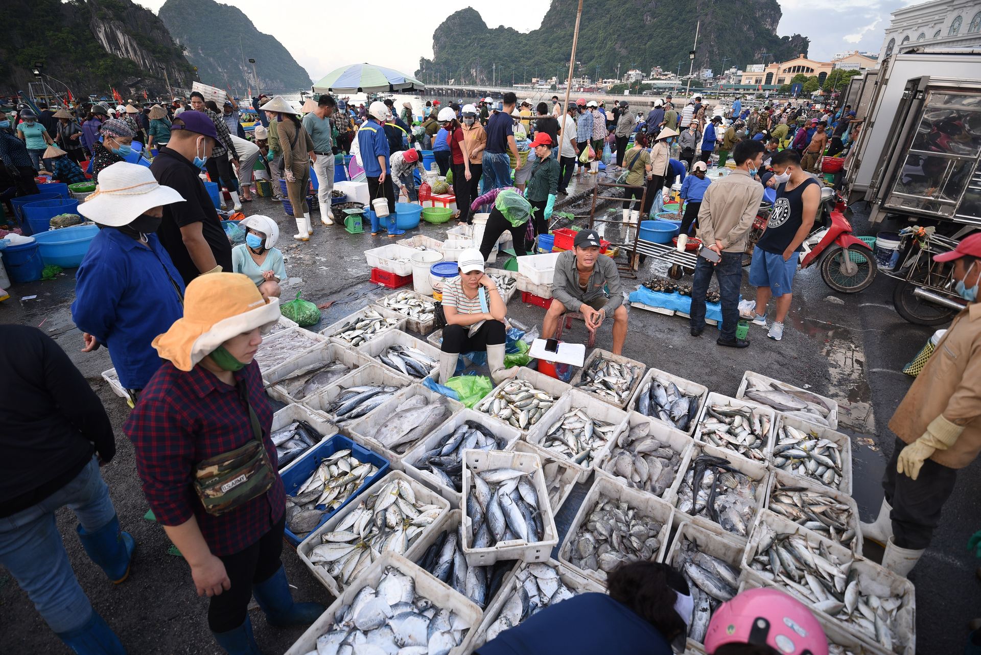 The directive asserts an unwavering commitment to not tolerate or condone any violations related to IUU fishing. Stringent measures shall be taken to address such violations with utmost seriousness. Photo: Tung Dinh.