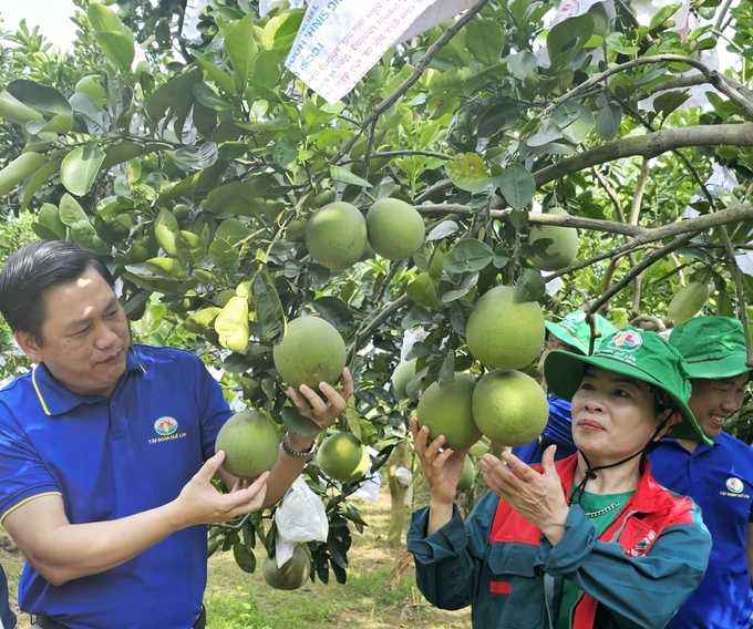 Phân bón hữu cơ từ đệm lót sinh học trong chăn nuôi giúp 'hồi sinh' vườn bưởi Diễn của gia đình bà Hảo. Ảnh: Hoàng Anh.