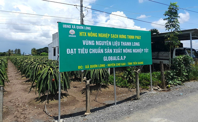 Vùng nguyên liệu sản xuất thanh long của HTX Hưng Thịnh Phát (huyện Chợ Gạo). Ảnh: Minh Đảm.