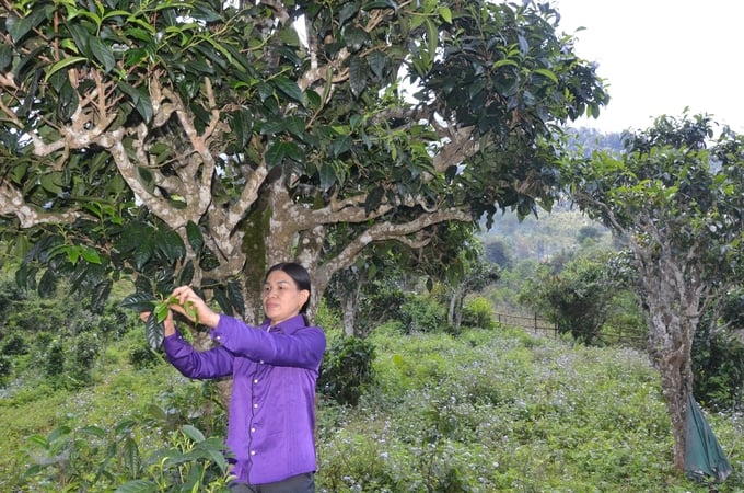 Những cây chè shan tuyết cổ thụ trong vườn nhà người dân ở xã Bằng Phúc. Ảnh: Ngọc Tú. 