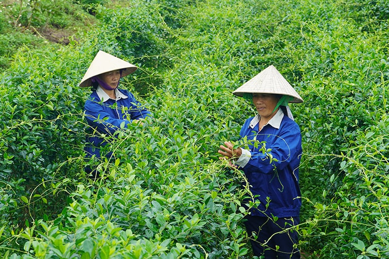 The area where raw materials for OCOP products are grown will also be an attractive rural tourist destination for tourists. Photo: T.D.