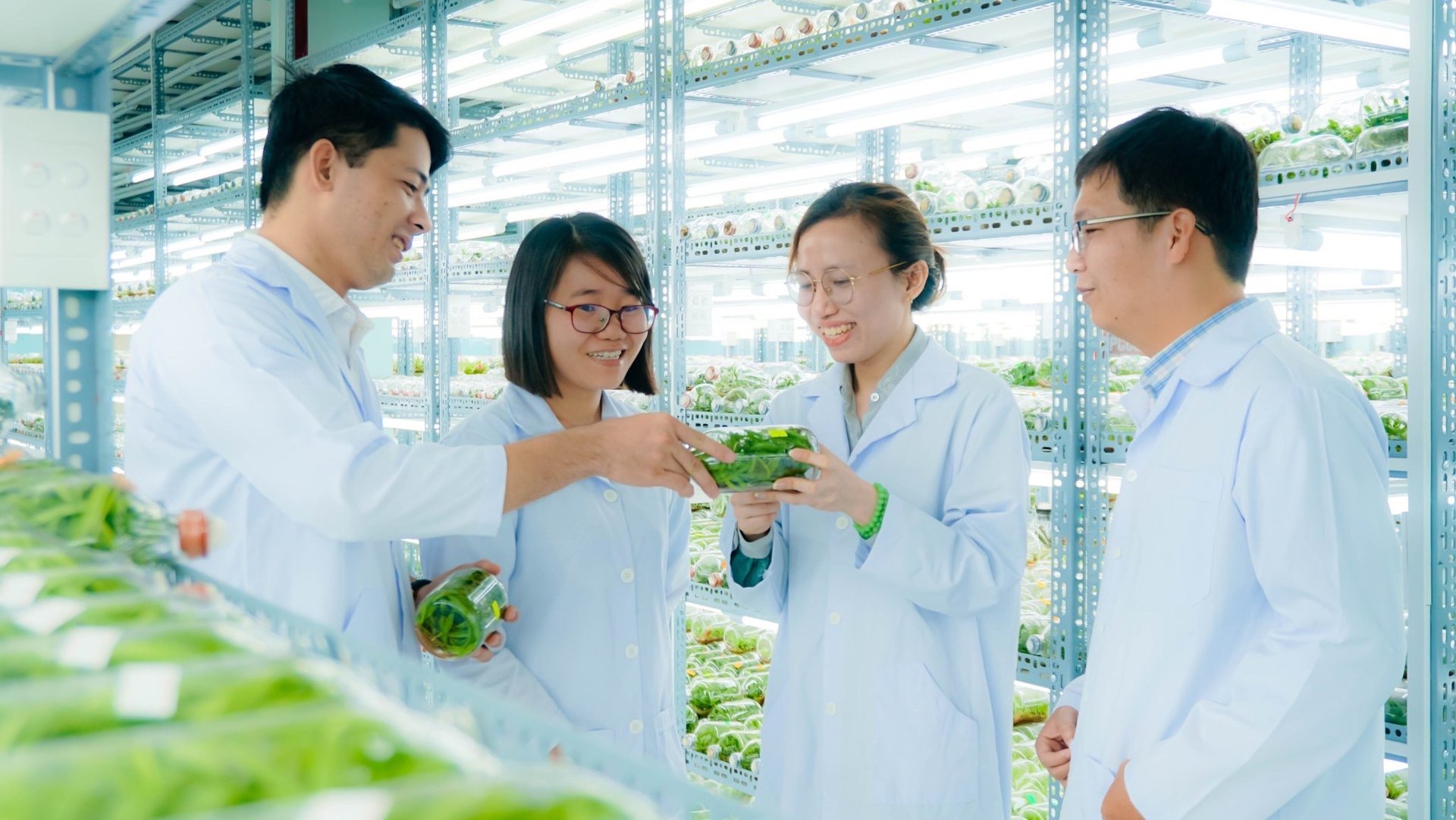 Tissue cultured orchids in High-Tech Agricultural Park - Ho Chi Minh City. Photo: Son Trang.