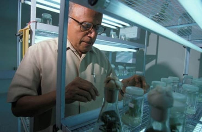 Swaminathan trong phòng thí nghiệm ở Trung tâm Quỹ nghiên cứu MS Swaminathan (Chennai, Ấn Độ).