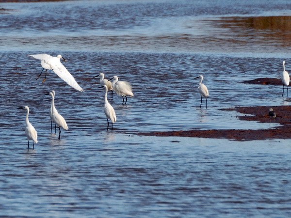 Migratory birds at Xuan Thuy National Park.