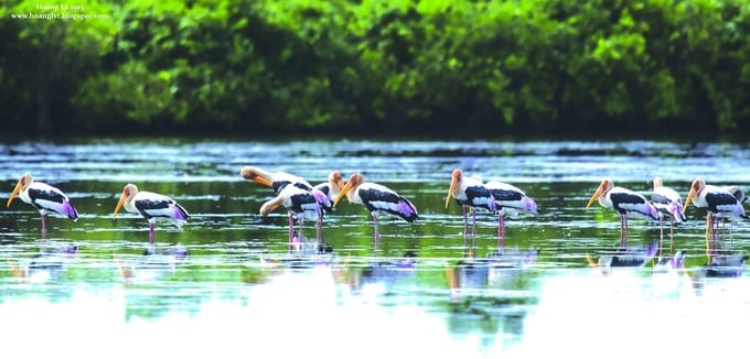 Xuan Thuy National Park is considered a 'station' for migratory birds. Photo: KT.
