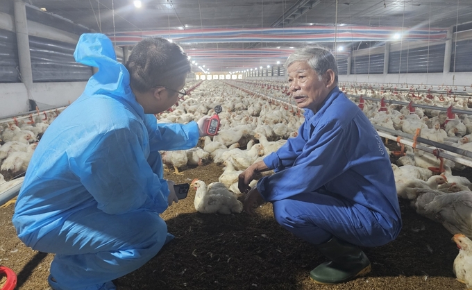 Kiểm tra sức gió trong trang trại gà lạnh. Ảnh: Kim Sơ.