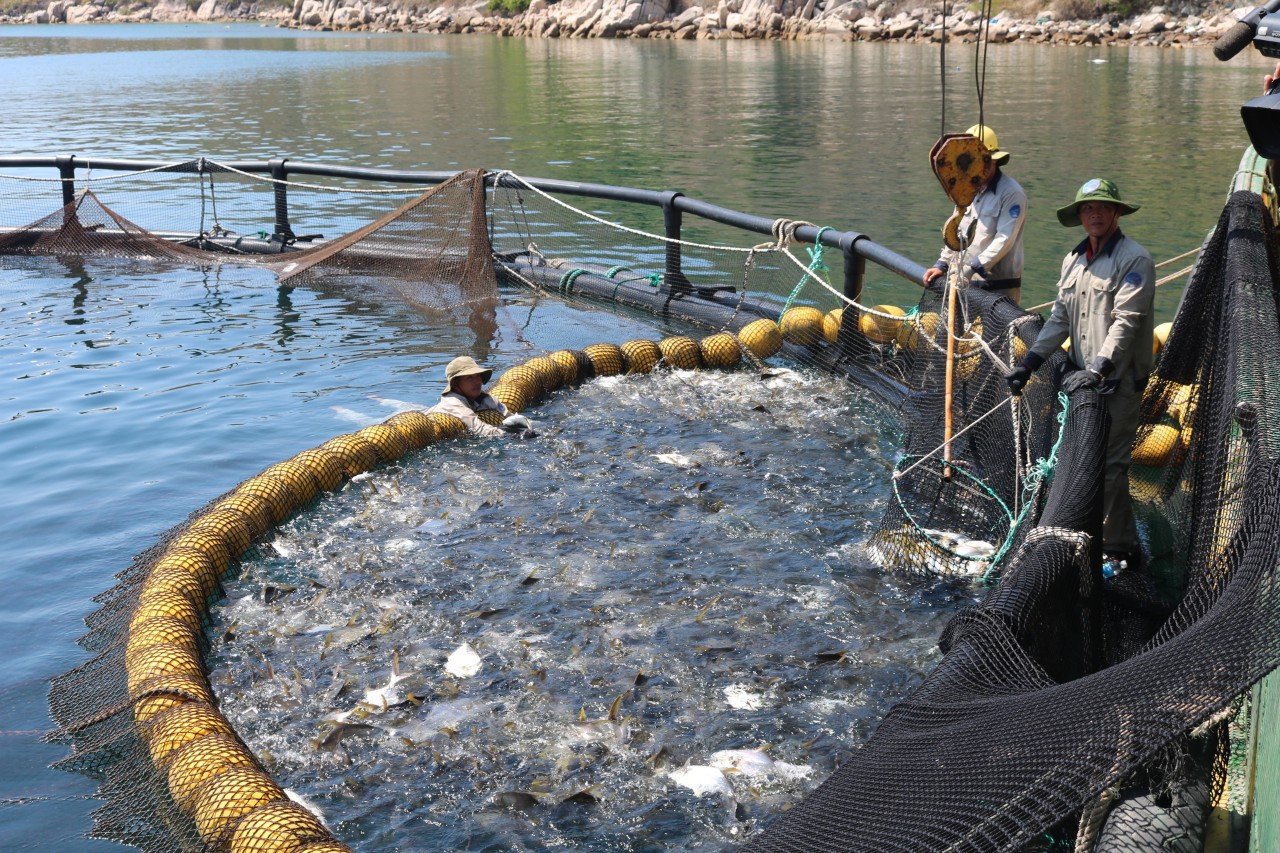 While waiting for marine space planning, localities need to proactively allocate sea surfaces within their authority. Photo: V.D.T.