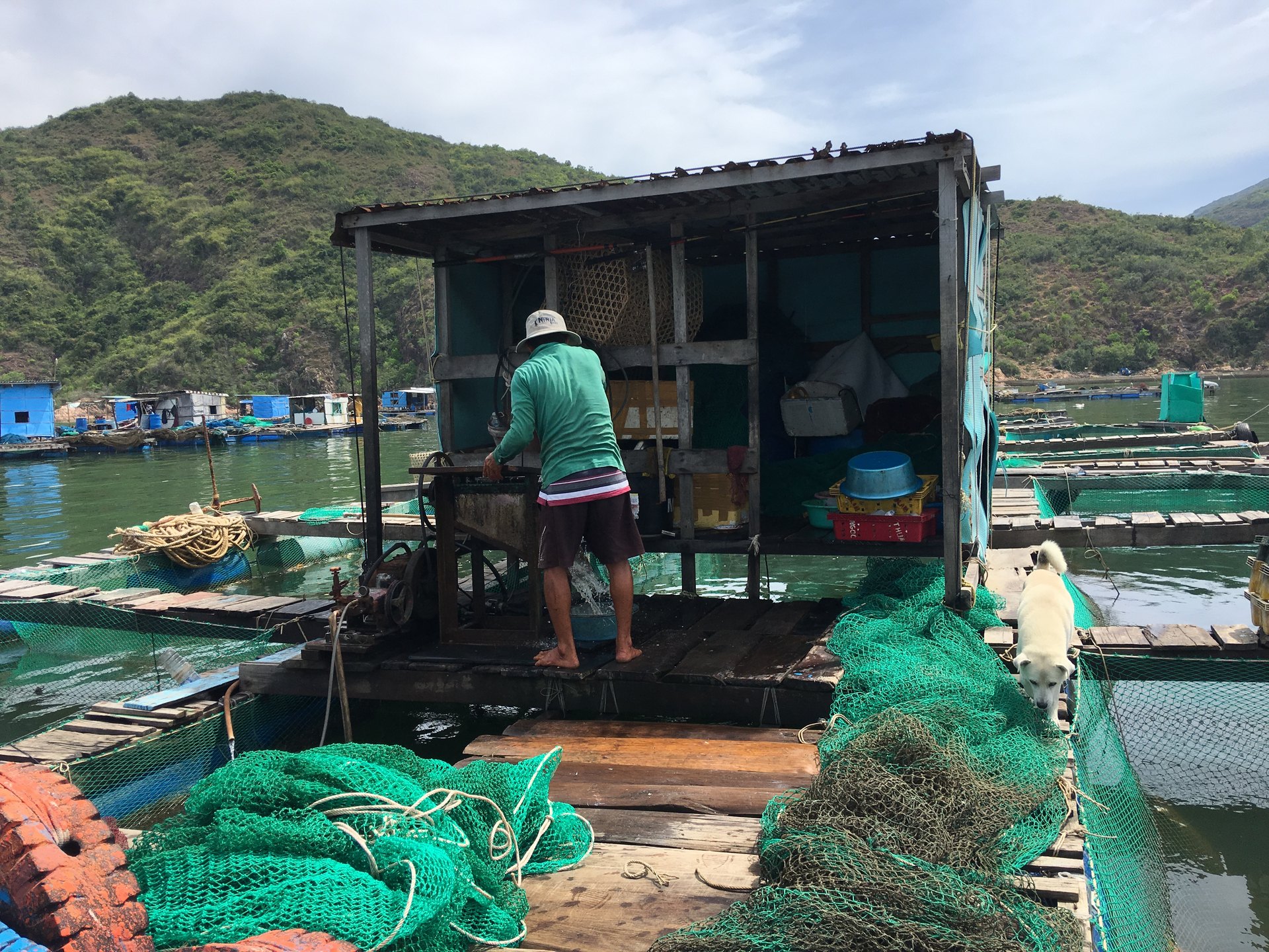 The Ministry of Agriculture and Rural Development is implementing a program to build a production link chain for lobster. Photo: V.D.T.