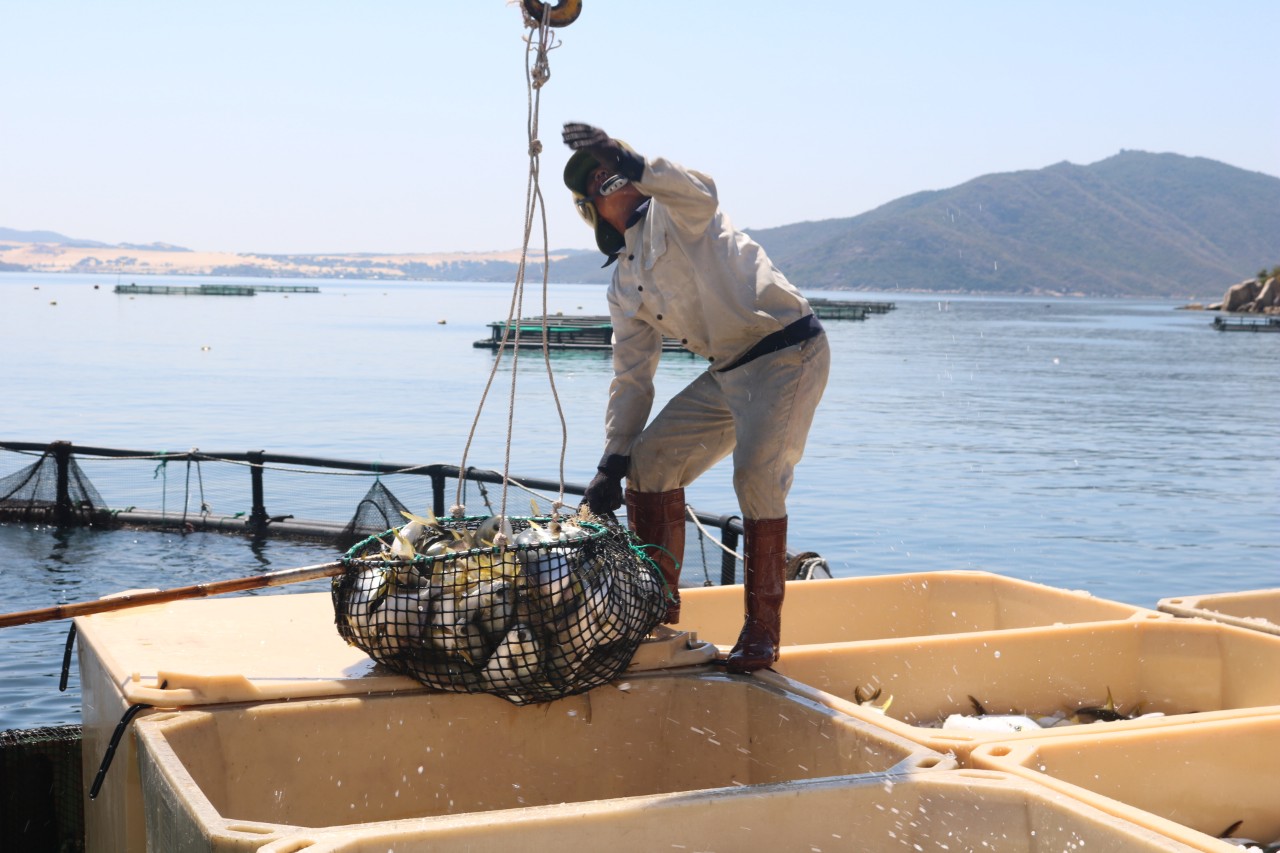 If the marine farming industry can attract more investment from businesses, Vietnam’s seafood output will increase significantly. Photo: V.D.T.