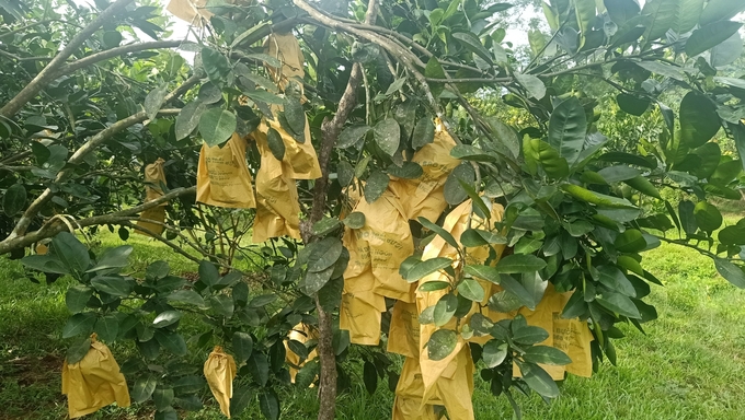 Trang trại cây ăn quả của anh Thái được canh tác theo hướng hữu cơ và bọc quả rất cẩn thận. Ảnh: Ánh Nguyệt.