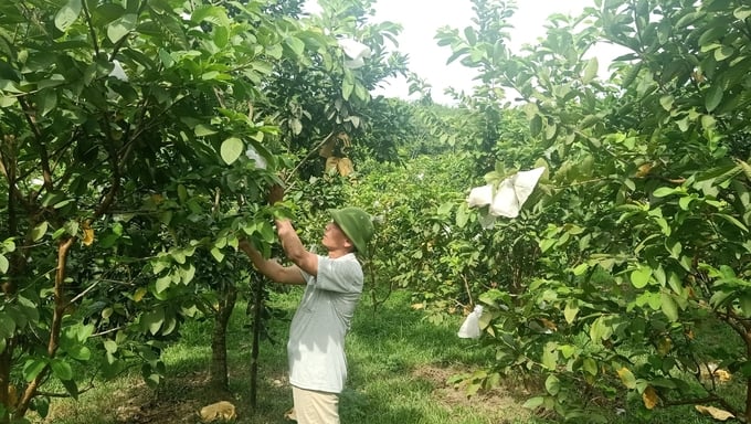 Trang trại của anh Thái áp dụng canh tác tổng hợp, xen canh nhiều loại cây ăn quả. Ảnh: Ánh Nguyệt.