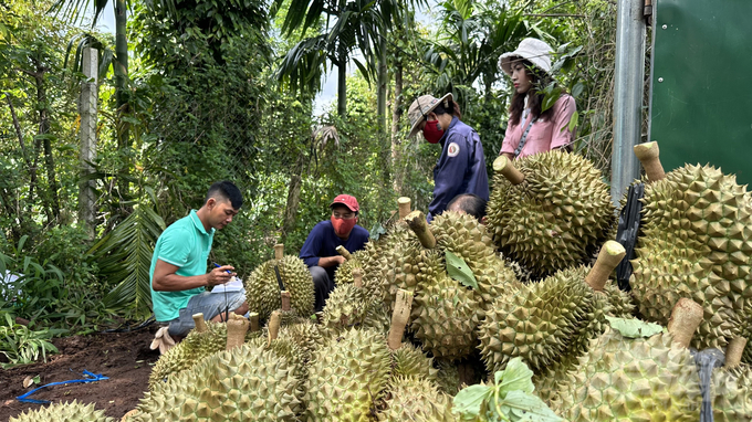 Several production linkage models between cooperatives and businesses have been established in Dong Nai province. Photo: MS.