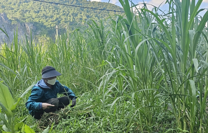 Đại đa số người dân ở huyện Tuyên Hóa đã trồng cỏ để làm thức ăn nuôi bò. Ảnh: Tâm Phùng.